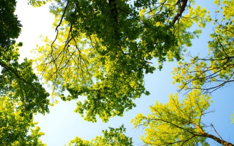 Oltre 2.800 alberi trasferiti per il depuratore di Bottegone